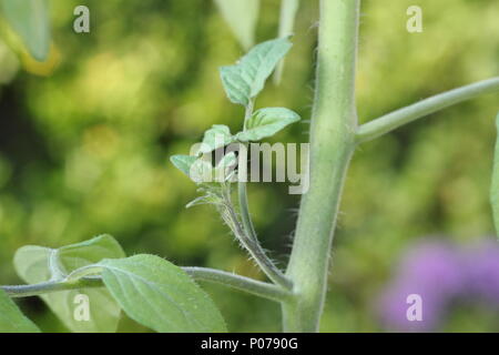 Solanum Lycopersicum. Seitensproß eine tomatenpflanze vor dem Ausbau (eingeklemmt), im Frühsommer, England, Großbritannien Stockfoto