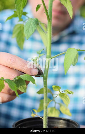 Solanum Lycopersicum. Kneifen Sie die Seitentriebe der tomatenpflanze "Alicante" im Frühsommer, Großbritannien Stockfoto