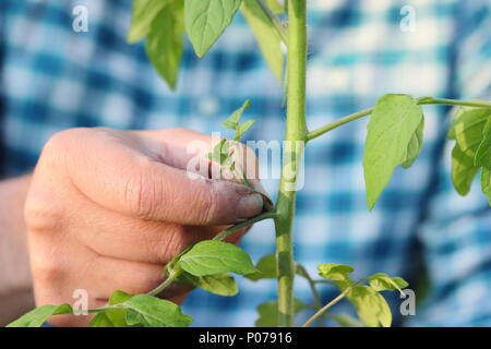 Solanum Lycopersicum. Kneifen Sie die Seitentriebe der tomatenpflanze "Alicante" im Frühsommer, Großbritannien Stockfoto