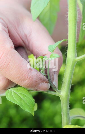 Solanum Lycopersicum. Kneifen Sie die Seitentriebe der tomatenpflanze "Alicante" im Frühsommer, Großbritannien Stockfoto