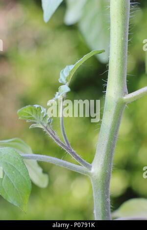 Solanum Lycopersicum. Seitensproß eine tomatenpflanze vor dem Ausbau (eingeklemmt), im Frühsommer, England, Großbritannien Stockfoto