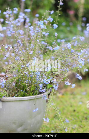 Myosotis. Clearing vergessen mich nicht Blumen (Myosotis), von der Grenze zu einem Englischen Garten in ein altes Metall Container im späten Frühjahr, Großbritannien Stockfoto