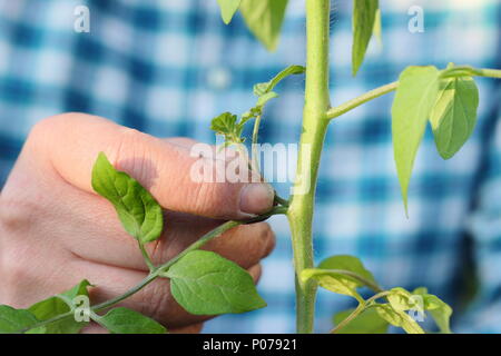 Solanum Lycopersicum. Kneifen Sie die Seitentriebe der tomatenpflanze "Alicante" im Frühsommer, Großbritannien Stockfoto