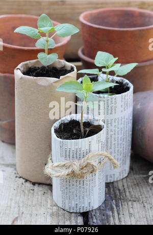 Kunststoff freien im Garten. Alte Tontöpfen, Holz- samenbehälter und hausgemachte Papier Töpfe für die Sämlinge verwendete Kunststoff Einsatz im Garten, England, Großbritannien Stockfoto