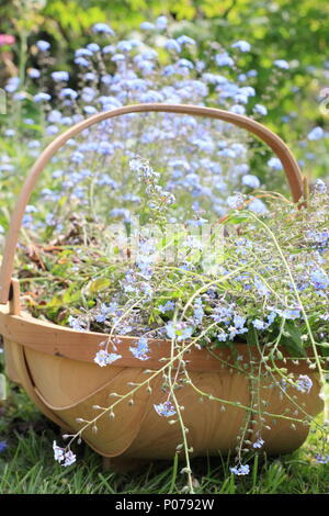 Myosotis. Clearing vergessen mich nicht Blumen (Myosotis), von der Grenze zu einem Englischen Garten in eine trug im späten Frühjahr, Großbritannien Stockfoto