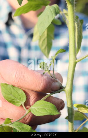 Solanum Lycopersicum. Kneifen Sie die Seitentriebe der tomatenpflanze "Alicante" im Frühsommer, Großbritannien Stockfoto