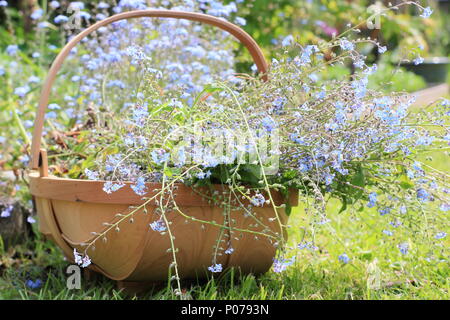 Myosotis. Clearing vergessen mich nicht Blumen (Myosotis), von der Grenze zu einem Englischen Garten in eine trug im späten Frühjahr, Großbritannien Stockfoto