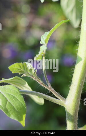 Solanum Lycopersicum. Seitensproß eine tomatenpflanze vor dem Ausbau durch Quetschung im Frühsommer, England, Großbritannien Stockfoto