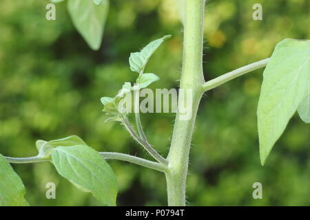 Solanum Lycopersicum. Seitensproß eine tomatenpflanze vor dem Ausbau durch Quetschung im Frühsommer, England, Großbritannien Stockfoto