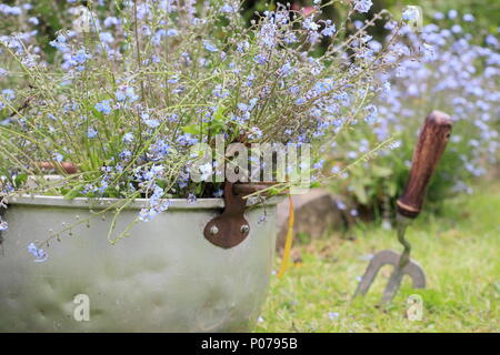 Myosotis. Clearing vergessen mich nicht Blumen (Myosotis), von der Grenze zu einem Englischen Garten in ein altes Metall Container im späten Frühjahr, Großbritannien Stockfoto