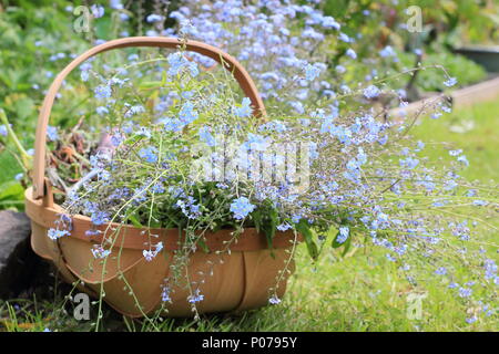 Myosotis. Clearing vergessen mich nicht Blumen (Myosotis), von der Grenze zu einem Englischen Garten in eine trug im späten Frühjahr, Großbritannien Stockfoto