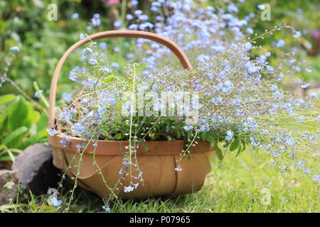 Myosotis. Clearing vergessen mich nicht Blumen (Myosotis), von der Grenze zu einem Englischen Garten in eine trug im späten Frühjahr, Großbritannien Stockfoto