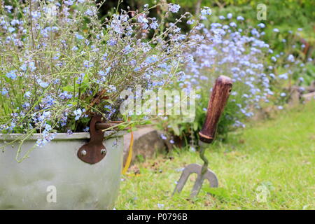 Myosotis. Clearing vergessen mich nicht Blumen (Myosotis), von der Grenze zu einem Englischen Garten in ein altes Metall Container im späten Frühjahr, Großbritannien Stockfoto