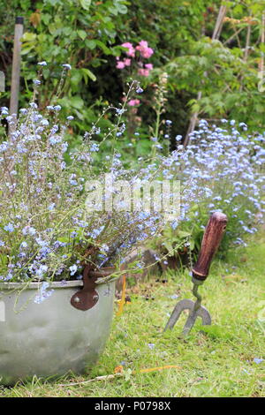 Myosotis. Clearing vergessen mich nicht Blumen (Myosotis), von der Grenze zu einem Englischen Garten in ein altes Metall Container im späten Frühjahr, Großbritannien Stockfoto