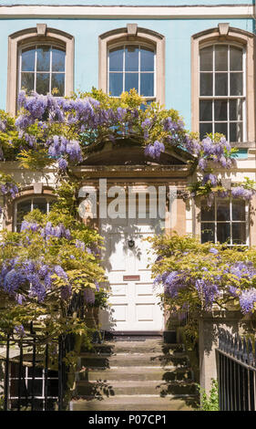 Glyzinie bedeckte Häuser in Hotwells, Bristol, Großbritannien Stockfoto