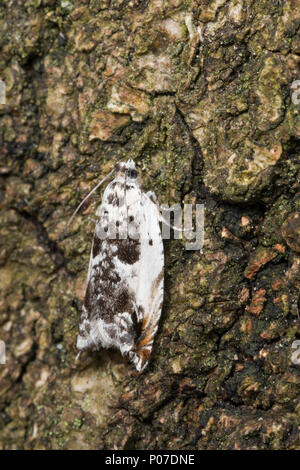 Ancylis laetana, Pyralis lactana, Tortrix harpana, Aspen Roller, Tortricidae, Wickler, Blattroller, leafroller tortrix Motten Motten, Les tortricidés Stockfoto