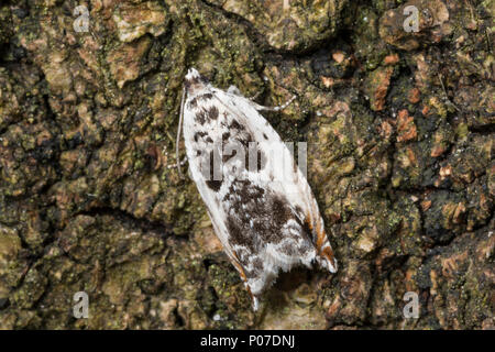 Ancylis laetana, Pyralis lactana, Tortrix harpana, Aspen Roller, Tortricidae, Wickler, Blattroller, leafroller tortrix Motten Motten, Les tortricidés Stockfoto