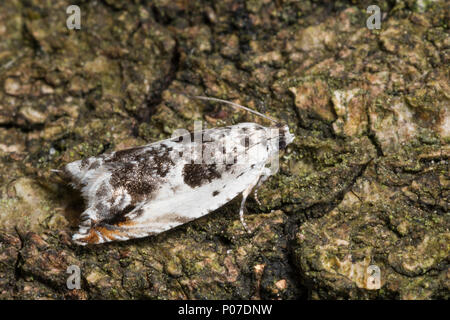 Ancylis laetana, Pyralis lactana, Tortrix harpana, Aspen Roller, Tortricidae, Wickler, Blattroller, leafroller tortrix Motten Motten, Les tortricidés Stockfoto