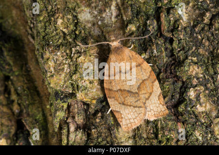 Johannisbeer-Breitwickler, Johannisbeerbreitwickler Pandemis cerasana, gesperrt, Obst-Baum tortrix, Gesperrt Obstbaum tortrix Motte, La Tordeuse des Arb Stockfoto