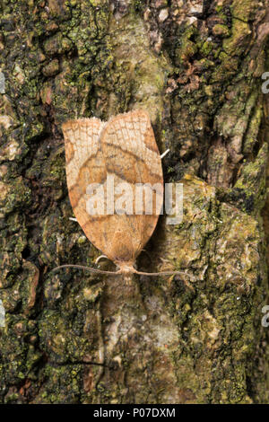 Johannisbeer-Breitwickler, Johannisbeerbreitwickler Pandemis cerasana, gesperrt, Obst-Baum tortrix, Gesperrt Obstbaum tortrix Motte, La Tordeuse des Arb Stockfoto