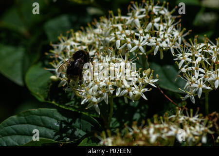 Bumble Bee sammeln Nektar und Bestäubung ein viburnum Floweer Stockfoto