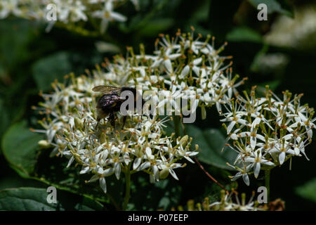 Bumble Bee Pollen sammeln und Nektar aus einer viburnum Blume Stockfoto