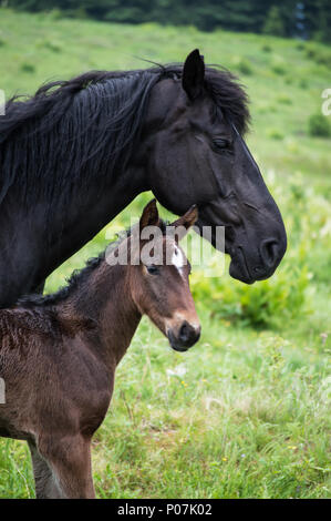 Ein guter Freund von mir hatte ihr geliebtes Pferd gehen Sie auf die andere Seite zu lassen.. haben wir uns entschieden, einige der letzten Bilder von ihm zu machen, bevor er uns verlassen. Stockfoto