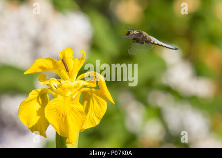 Libelle auf dem Flug nach Gelbe Flagge Iris, Iris pseudacorus, Plattbauch Libellula depressa,, männlich, Sussex, UK, Mai, Stockfoto