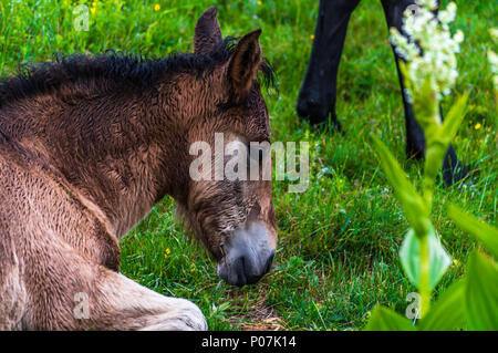 Ein guter Freund von mir hatte ihr geliebtes Pferd gehen Sie auf die andere Seite zu lassen.. haben wir uns entschieden, einige der letzten Bilder von ihm zu machen, bevor er uns verlassen. Stockfoto