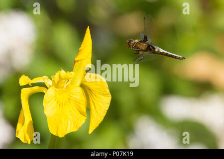 Libelle auf dem Flug nach Gelbe Flagge Iris, Iris pseudacorus, Plattbauch Libellula depressa,, männlich, Sussex, UK, Mai, Stockfoto