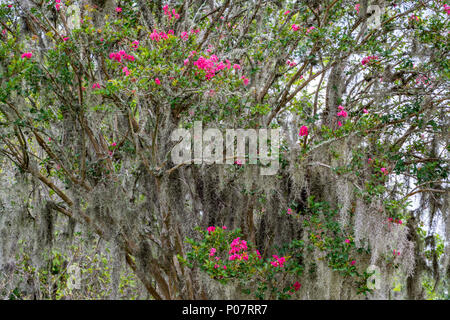 Rosa Blüten auf Live Oak, spanisches Moos, Boone Hall Plantation, South Carolina, Mount Pleasant Stockfoto