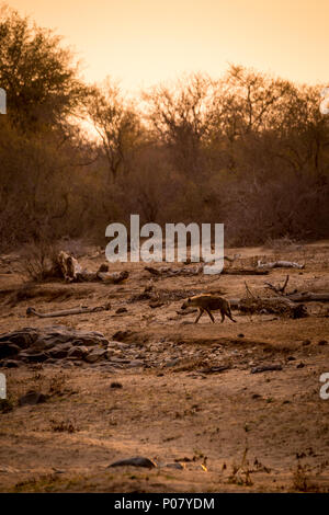 Hyäne Wandern in der Savanne bei Sonnenuntergang, Krüger Nationalpark, Südafrika, Afrika Stockfoto