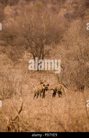 Zwei Hyänen mit Beute in der Savanne, Krüger Nationalpark, Südafrika, Afrika Stockfoto