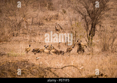 Hyänen und Geier mit Beute in der Savanne, Krüger Nationalpark, Südafrika, Afrika Stockfoto