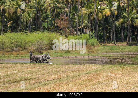 Dindigul, Indien - 8. März 2018: Eine nicht identifizierte landwirtschaftliche Arbeitnehmer mit traditionellen Methoden ein Reisfeld für die Aussaat von Reis pflanzen vorzubereiten Stockfoto