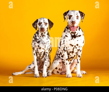 Zwei Dalmatiner Hunde in einem gelben Hintergrund sitzen Stockfoto