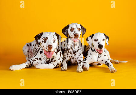 Baum Dalmatiner hunde Verlegung in einem gelben Hintergrund Stockfoto