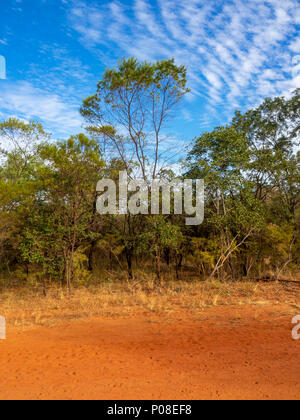 Gibb Herausforderung 2018 Eukalyptus Gummi Bäume rot pindan dirt road Gibb River Road Kimberley WA Australien. Stockfoto