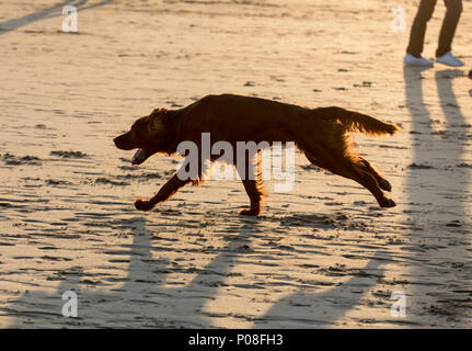 Red Setter Hund Spaß am Strand Stockfoto