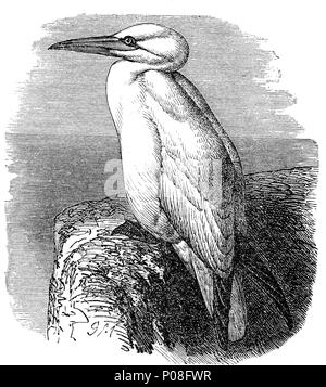 TÃ¶lpel, Northern gannet, Phoca vitulina, Morus bassanus, digital verbesserte Reproduktion einer Vorlage drucken aus dem Jahr 1881 Stockfoto