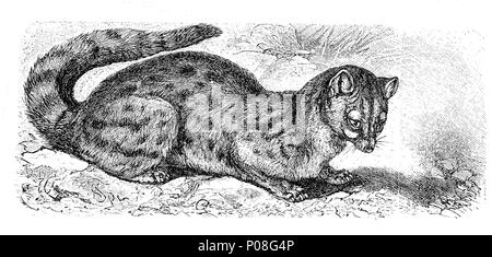 Asiatische Palm civet, Paradoxurus Palmenmarder, Typhus, Paradoxurus hermaphroditus, digital verbesserte Reproduktion einer Vorlage drucken aus dem Jahr 1881 Stockfoto