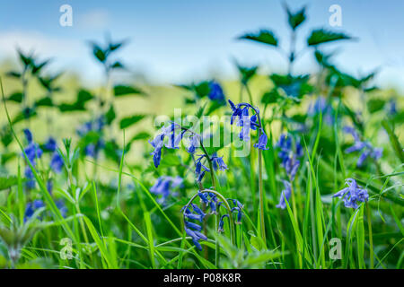 Eine Landschaft von Cornwall Hecke im Frühjahr mit lebendigen Bluebells und Gras scharf gerendert mit Nesseln, Feld und blauer Himmel nur unscharf. Stockfoto