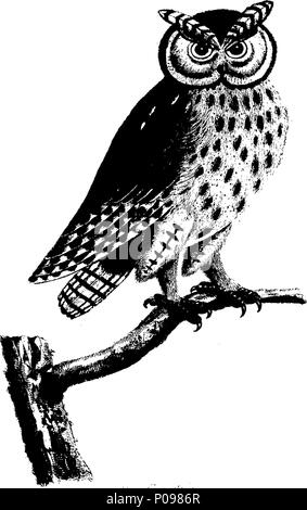 . Englisch: Fleuron aus Buch: eine Naturgeschichte der Vögel. Illustriert mit 100 und vier Kupferplatten, aus dem Leben eingraviert. Durch das Thema eleasar Albin veröffentlicht, und sorgfältig Farbe würde von seiner Tochter und sich selbst, von den Originalen, von den lebenden Vögeln. Vol. II. 135 eine Naturgeschichte der Vögel Fleuron T 064478-14 Stockfoto