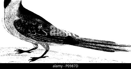 . Englisch: Fleuron aus Buch: eine Naturgeschichte der Vögel. Illustriert mit 100 und vier Kupferplatten, aus dem Leben eingraviert. Durch das Thema eleasar Albin veröffentlicht, und sorgfältig Farbe würde von seiner Tochter und sich selbst, von den Originalen, von den lebenden Vögeln. Vol. II. 135 eine Naturgeschichte der Vögel Fleuron T 064478-41 Stockfoto
