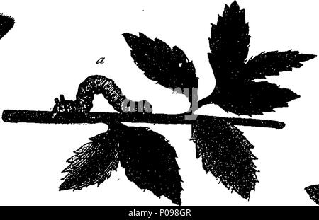 . Englisch: Fleuron aus Buch: eine natürliche Geschichte der englischen Insekten. Illustriert mit 100 Kupferplatten, neugierig Eingraviert aus dem Leben: und (für diejenigen, die es wünschen) genau auf das Thema Eleasar, Albin, Maler gefärbt. Zu denen hinzugefügt werden, große Notizen und viele Neugierige Beobachtungen. Von W. Derham, Fellow der Royal Society. 136 Eine natürliche Geschichte der englischen Insekten Fleuron T 085937-54 Stockfoto