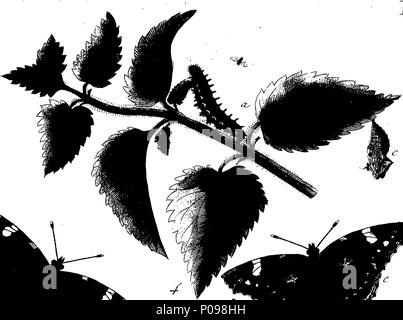 . Englisch: Fleuron aus Buch: eine natürliche Geschichte der englischen Insekten. Illustriert mit 100 Kupferplatten, Neugierig eingraviert aus dem Leben: und (für diejenigen, die es wünschen) genau auf das Thema Eleasar, Albin, Maler gefärbt. 136 Eine natürliche Geschichte der englischen Insekten Fleuron T 085973-10 Stockfoto