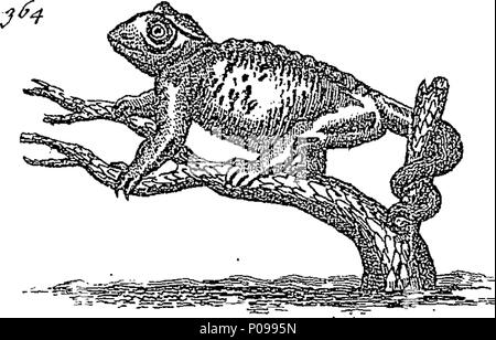 . Englisch: Fleuron aus Buch: Eine neue und präzise System der natürlichen Geschichte; mit I. Die Geschichte von quadrupedes, einschließlich Amphibischen Tiere, Frösche und Eidechsen, mit ihren Eigenschaften und Verwendungen in der Medizin. Ii. Die Geschichte der Vögel, mit der Methode, die der singende Art. Iii. Die Geschichte der Fische und Schlangen, einschließlich Sea-Turtles, Crustaceous und Shell-Fishes; mit ihren Arzneimitteln verwendet. Iv. Die Geschichte der Insekten, mit ihren Eigenschaften und Verwendungen in der Medizin. V. Die Geschichte der Gewässer, Erden, Steine, Fossilien und Mineralien; mit ihren Tugenden, Eigenschaften und Arzneimittel Stockfoto