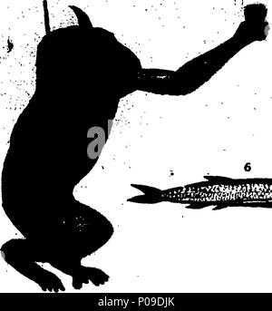 . Englisch: Fleuron aus Buch: Neues Wörterbuch der Naturgeschichte; oder, compleat Universal Display der belebten Natur. Mit präzisen Darstellungen der meisten neugierig und schöne Tiere, elegant gefärbt. Von William Frederic Martyn, Esq. In zwei Bänden. ... 146 ein neues Wörterbuch der Naturgeschichte; oder, compleat Universal Display der belebten Natur Fleuron T 081840-12 Stockfoto