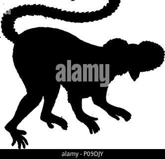 . Englisch: Fleuron aus Buch: Neues Wörterbuch der Naturgeschichte; oder, compleat Universal Display der belebten Natur. Mit präzisen Darstellungen der meisten neugierig und schöne Tiere, elegant gefärbt. Von William Frederic Martyn, Esq. In zwei Bänden. ... 146 ein neues Wörterbuch der Naturgeschichte; oder, compleat Universal Display der belebten Natur Fleuron T 081840-13 Stockfoto