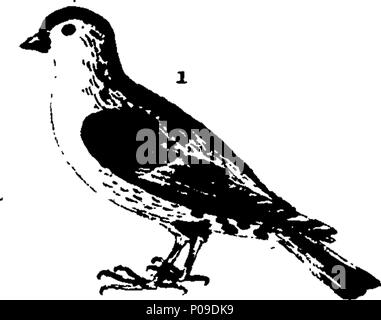 . Englisch: Fleuron aus Buch: Neues Wörterbuch der Naturgeschichte; oder, compleat Universal Display der belebten Natur. Mit präzisen Darstellungen der meisten neugierig und schöne Tiere, elegant gefärbt. Von William Frederic Martyn, Esq. In zwei Bänden. ... 146 ein neues Wörterbuch der Naturgeschichte; oder, compleat Universal Display der belebten Natur Fleuron T 081840-2 Stockfoto